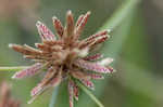 Purpleplume flatsedge